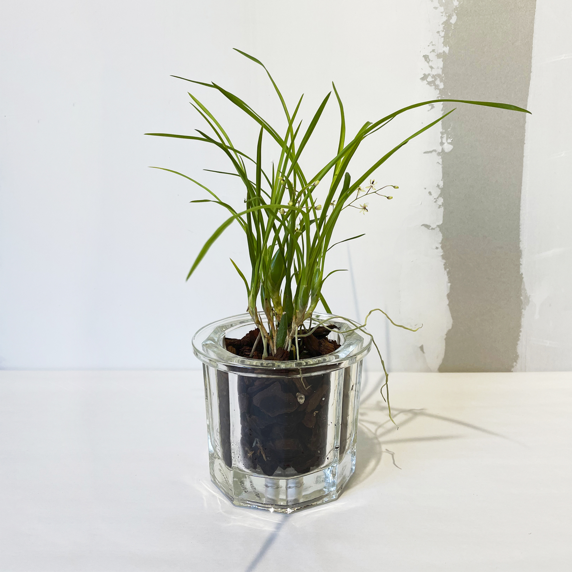 GLASS POT clear 2 - Image 5