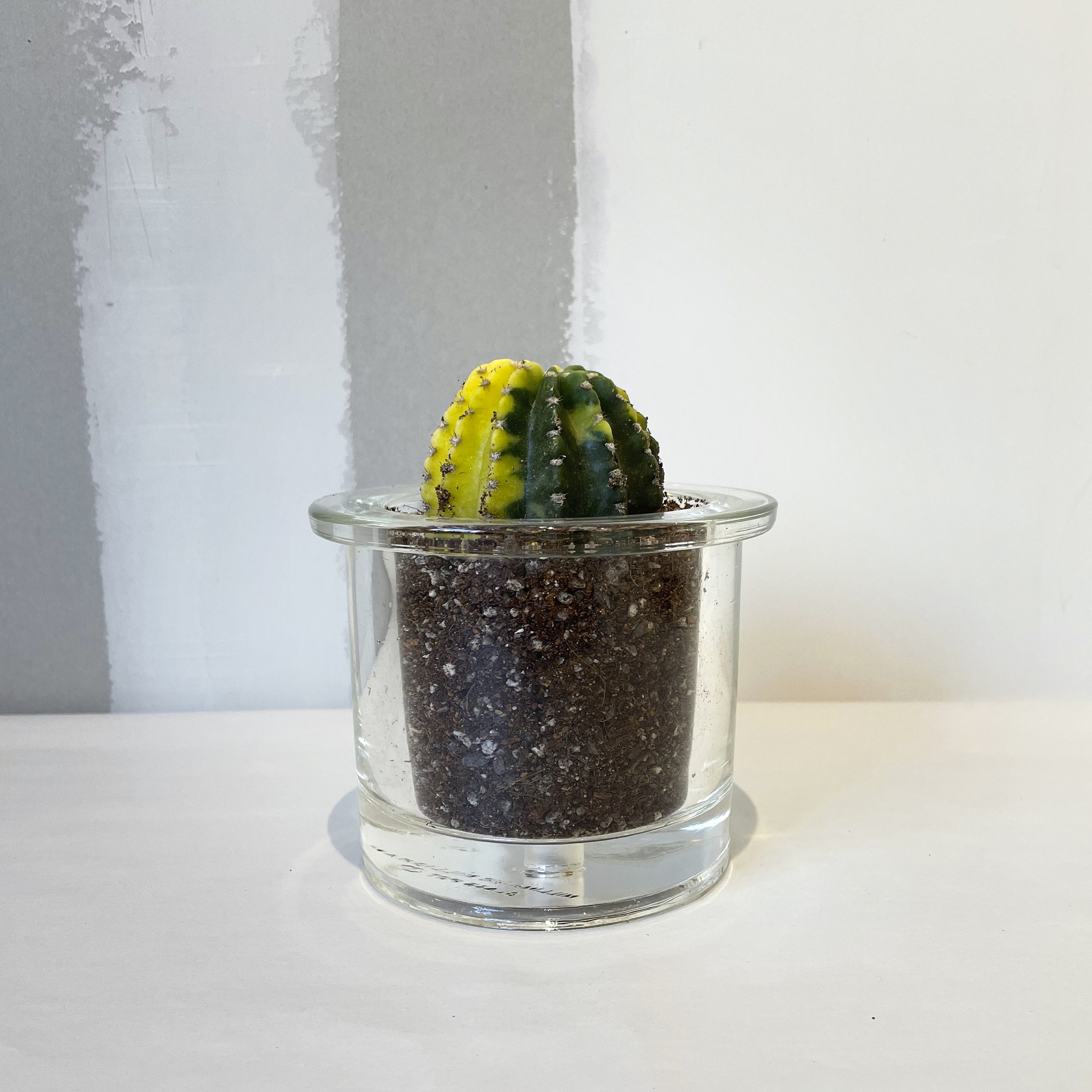 GLASS POT clear 1 - Image 7