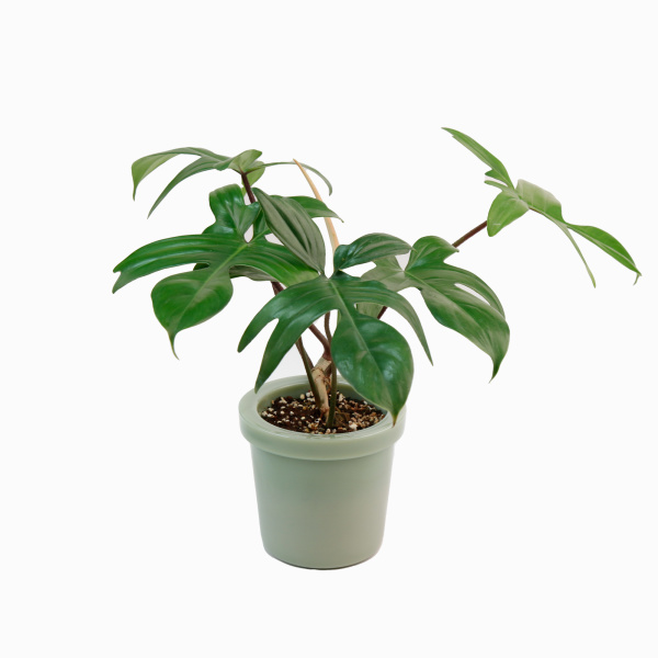 GoogleDrive_GLASS-POT-KHAKI-6_PLANT