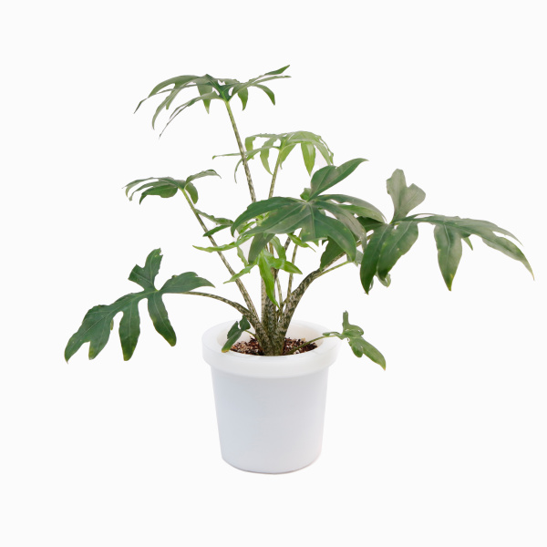 GoogleDrive_GLASS-POT-WHITE-6_PLANT